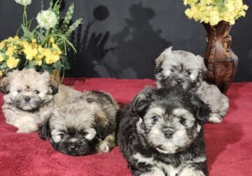 Teddy Bear looking ShiH-Poo Puppies
