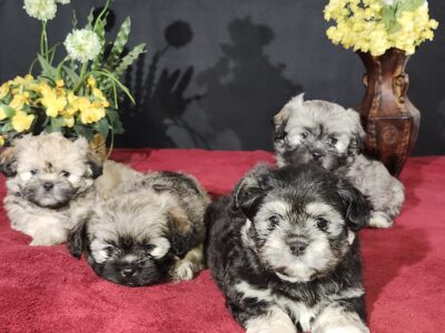 Teddy Bear looking ShiH-Poo Puppies