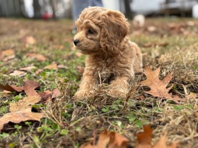 Add for Puppy – Female Cockapoo