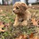 Add for Puppy – Female Cockapoo