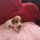 Dachshound 2 female and 2 males that are pieball