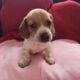 Dachshound 2 female and 2 males that are pieball
