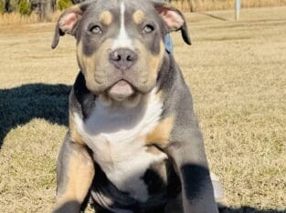 ABKC XL Male American Bully