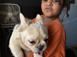 Fluffy and carrier French Bulldogs