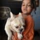 Fluffy and carrier French Bulldogs