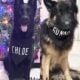 AKC German Shepherd Puppies