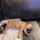 CKC Frenchton puppies 1 f 3 m 6 weeks