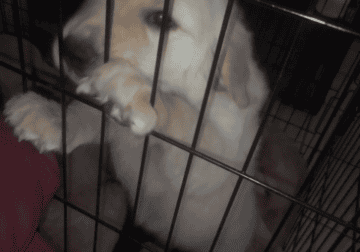 Golden retriever pups