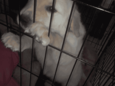Golden retriever pups