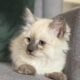 TICA Blue Colorpoint Female