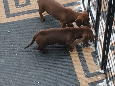 Dauchsador puppies