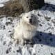 Female Samoyed Mix in MN