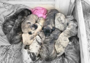 Anatolian Shepard pups For Sale