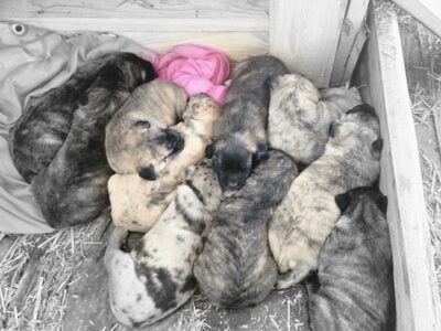 Anatolian Shepard pups For Sale