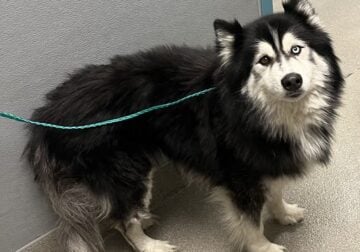 Siberian Husky
