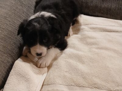 Border collies