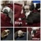 Pitties Ready for Adoption