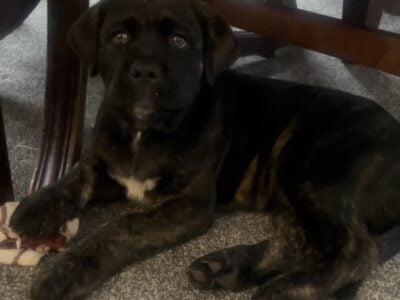 Cane Corse/Great Dane puppy