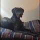 Great Dane Puppies