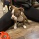 Hart, handsome red Boston terrier