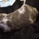 Blue merle fluffy French bulldog puppy