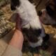 Imperial shih Tzu