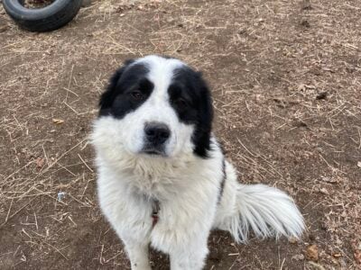 Great Pyrenees-Bernese Mountain Dog
