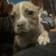 American Pocket Bully