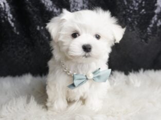 Leo AKC Maltese