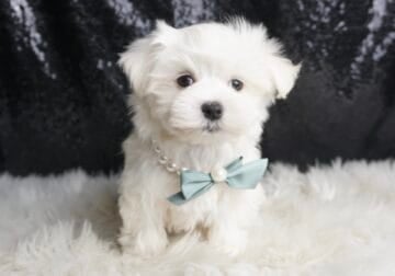 Leo AKC Maltese