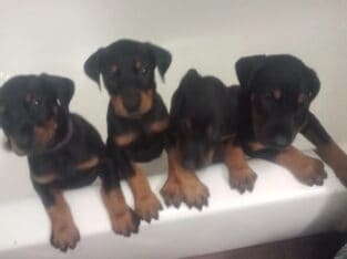 Doberman puppies