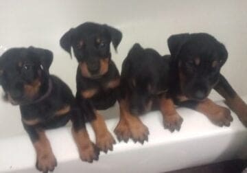 Doberman puppies