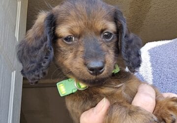 MINI Dachshunds