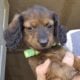 MINI Dachshunds