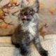 Dark Smoke Maine Coon