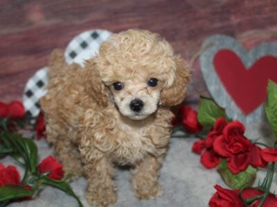 AKC Toy Poodles