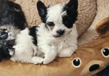 Yorkshire Terrier puppies