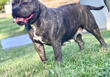 American bully Rhea