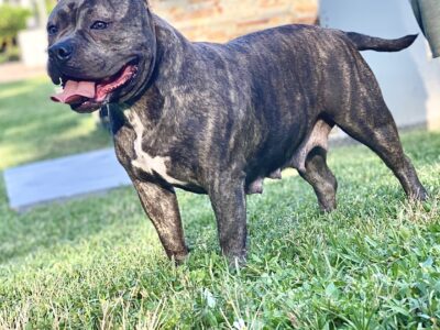 American bully Rhea