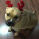 Sweet, calm dog looking for a great home!