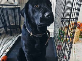 Labrador Retriever