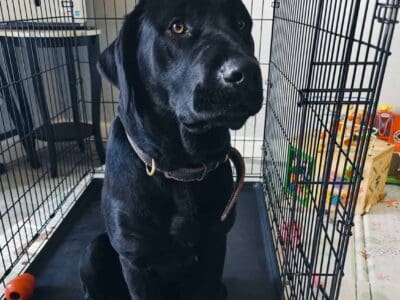 Labrador Retriever