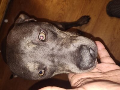 American Bully female