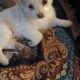 Shorkie puppy