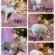 Goldendoodle Puppies Ready for new homes now