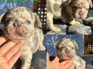 Frenchie Bulldog “Fluffy” – Male 3