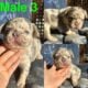 Frenchie Bulldog “Fluffy” – Male 3