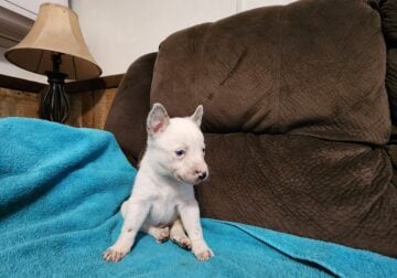 Heeler puppies