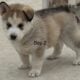 Siberian Husky Puppies