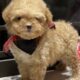 Toy Poodles
